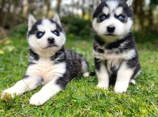 Hari̇ka Anatomi̇k Yapisiyla Orji̇nal Husky Yavrular görsel