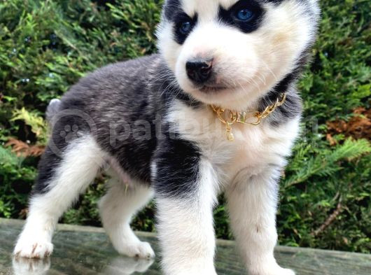 Hari̇ka Anatomi̇k Yapisiyla Orji̇nal Husky Yavrular