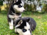 Hari̇ka Anatomi̇k Yapisiyla Orji̇nal Husky Yavrular