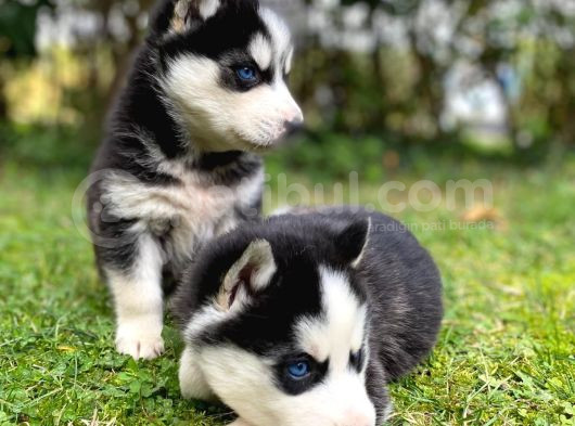 Hari̇ka Anatomi̇k Yapisiyla Orji̇nal Husky Yavrular görsel