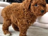 TÜM MALZEMELERİ İLE EN ÇOK ARANAN RENK YAVRU TOY POODLE