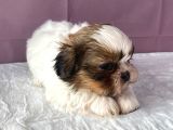 0 Numr Shihtzu Kızımız
