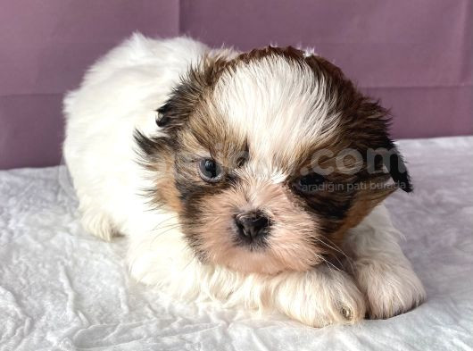 0 Numr Shihtzu Kızımız görsel