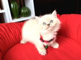 Safkan British Shorthair Lynx Point Ve Silver Point
