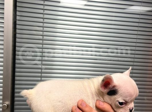 60 Günlük Erkek Yavrumuz Yeni̇ Yuvasini Ariyor görsel