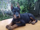 Şampiyon soydan doberman yavrular