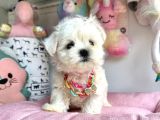Kore Maltese Bebekleri̇