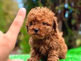 TOY POODLE BEBEKLERİ
