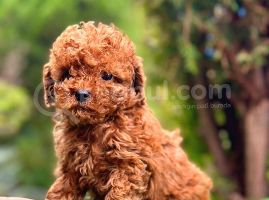 Toy Poodle Bebekleri̇ görsel