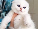 Bebek Surat Silver Scottish Fold