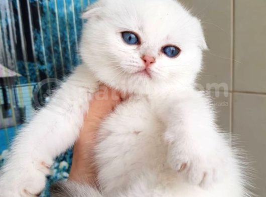 Bebek Surat Silver Scottish Fold görsel