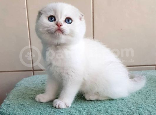 Bebek Surat Silver Scottish Fold görsel