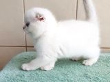 Bebek Surat Silver Scottish Fold