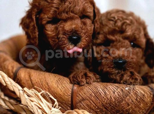 AŞILI TOY POODLE BEBEKLERİ