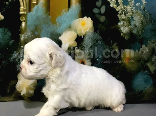 Original Kore Maltipoo Yavruları