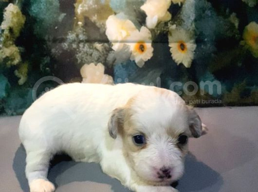 Original Kore Maltipoo Yavruları görsel