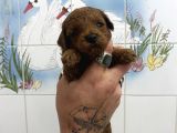 Teacup Ve 0 No Toy Poodle Bebekleri̇m