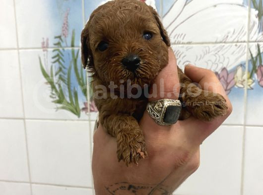 Teacup Ve 0 No Toy Poodle Bebekleri̇m görsel