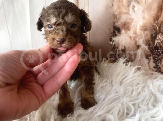 Original Exotic kore poodle