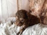 Original Exotic Kore Poodle