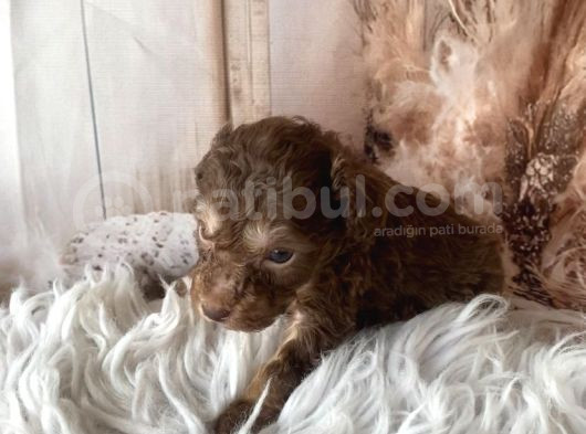 Original Exotic Kore Poodle görsel