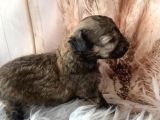 Original Exotic Kore Poodle