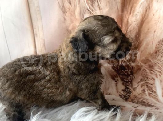 Original Exotic Kore Poodle görsel