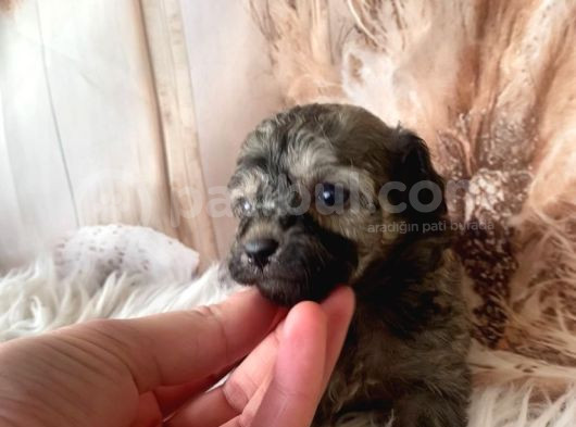 Original Exotic Kore Poodle görsel