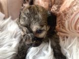 Original Exotic Kore Poodle
