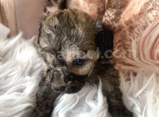 Original Exotic Kore Poodle görsel