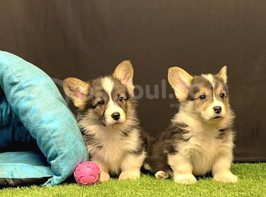 Pembroke Welsh Corgi Yavruları - Club K9 Güvencesiyle görsel
