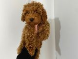 Toy Poodle Red Yavrumuz Hazir