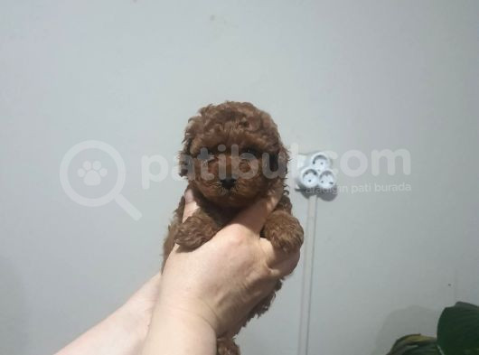 Tooy Poodle Cinsi Kıpkırmızı Red Mini Boy görsel