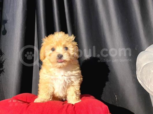 Orijinal Veteriner Kontrollü F1 Maltipoo