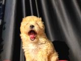 Orijinal Veteriner Kontrollü F1 Maltipoo