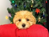 Orijinal Veteriner Kontrollü F1 Maltipoo