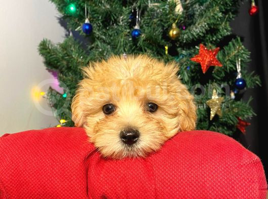 Orijinal Veteriner Kontrollü F1 Maltipoo görsel