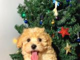 Orijinal Veteriner Kontrollü F1 Maltipoo