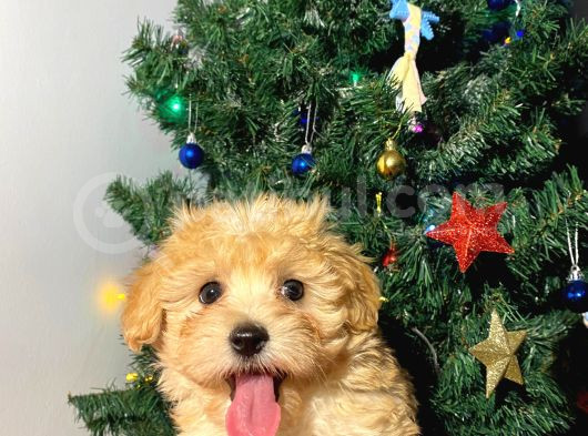 Orijinal Veteriner Kontrollü F1 Maltipoo görsel