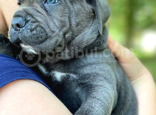 Safkan Şampiyon Babadan Cane Corso Yavrularim görsel