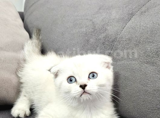 Aile Sıcaklığnda Büyüyen  Scottish Fold British Yvrlr görsel