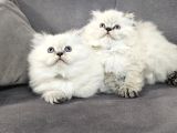 Aile Sıcaklığnda Büyüyen  Scottish Fold British Yvrlr