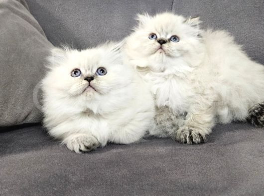 Aile Sıcaklığnda Büyüyen  Scottish Fold British Yvrlr görsel