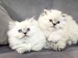 Aile Sıcaklığnda Büyüyen  Scottish Fold British Yvrlr