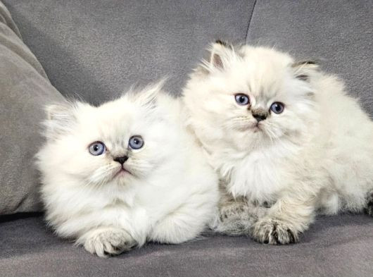 Aile Sıcaklığnda Büyüyen  Scottish Fold British Yvrlr görsel