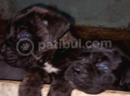 Merle Cane Corso Yavruları görsel