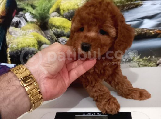 Çok Tatlı Dişi Orijinal Toy Poodle Yavrusu