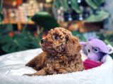 Toy poodle red brown erkek yavrumuz sahiplendirilecektir