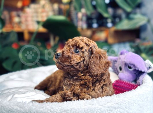 Toy Poodle Red Brown Erkek Yavrumuz Sahiplendirilecektir