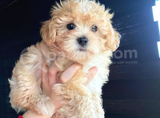 Veteriner Kontrollü Mini Maltipoo Yavrularımız görsel